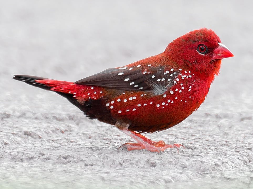 Red Avadavat